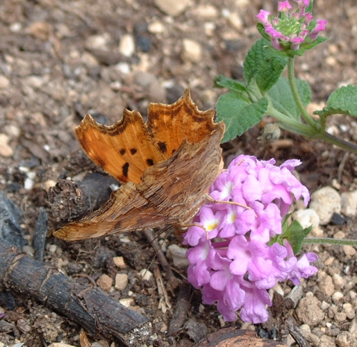 Polygonia egea